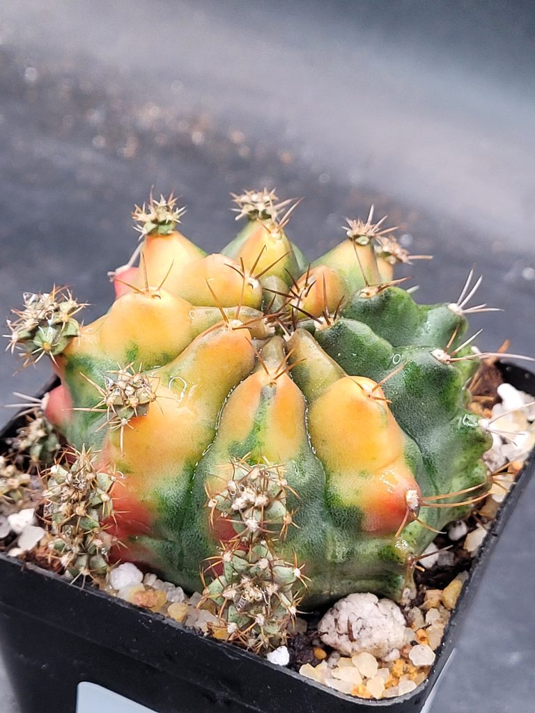 Gymnocalycium Mihanovichii ‘Chocolate’ Clone: A Rare and Sweetly-Hued Marvel