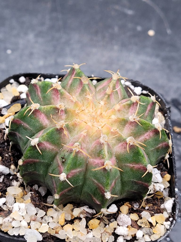 Gymnocalycium Mihanovichii ‘LB Neon’ Clone: A Vibrant Collector’s Dream