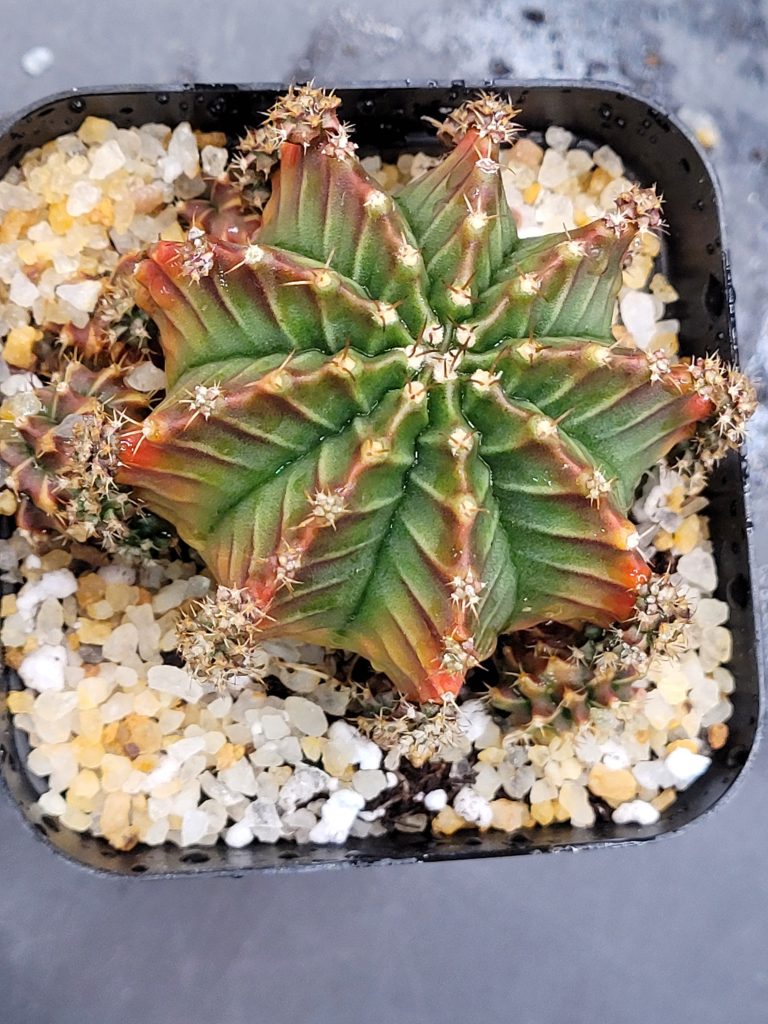 Gymnocalycium Mihanovichii ‘Silamanee’ Clone: A Rare and Striking Variegated Wonder