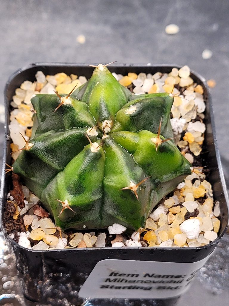 Gymnocalycium Mihanovichii “Green Jade” Clone: A Rare Gem in the Cactus World