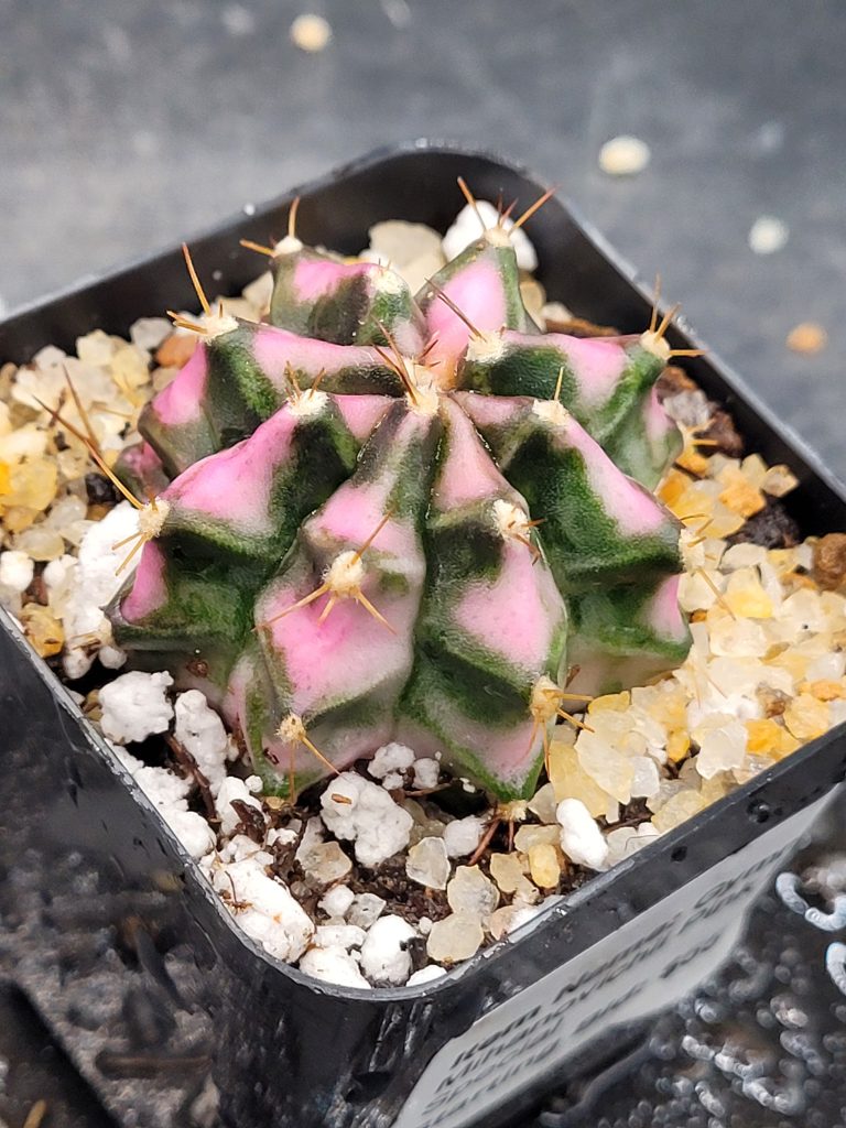 Gymnocalycium Mihanovichii “Pink Diamond” Clone: A Rare Jewel from an Award-Winning Lineage