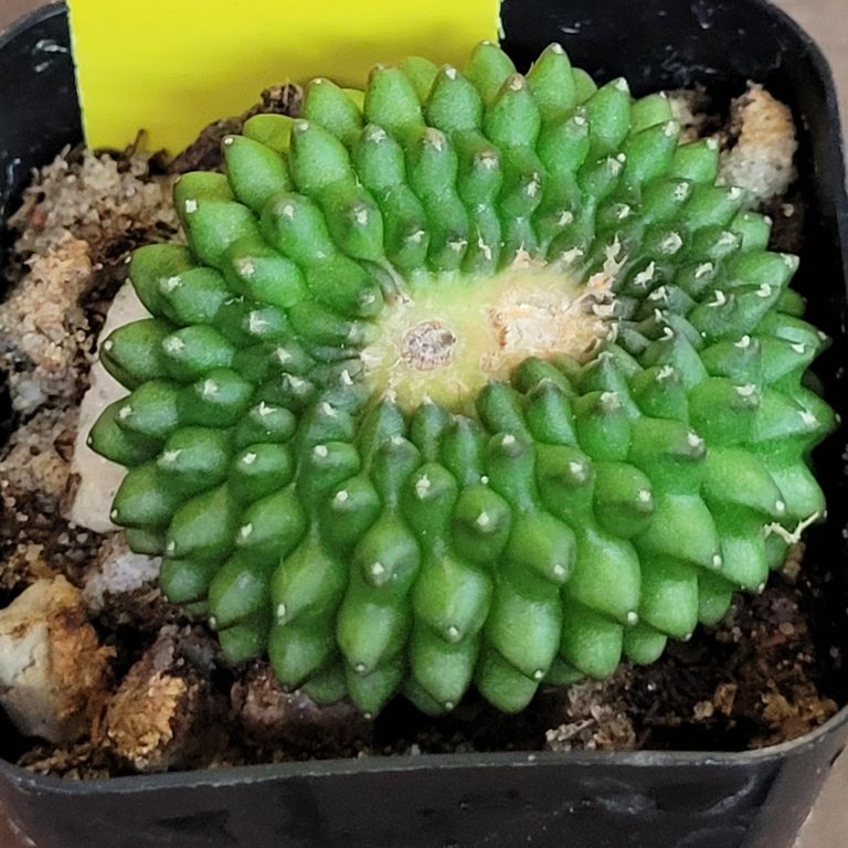 Gymnocalycium Mihanovichii Cristata Inermis Set of 3 - Image 11