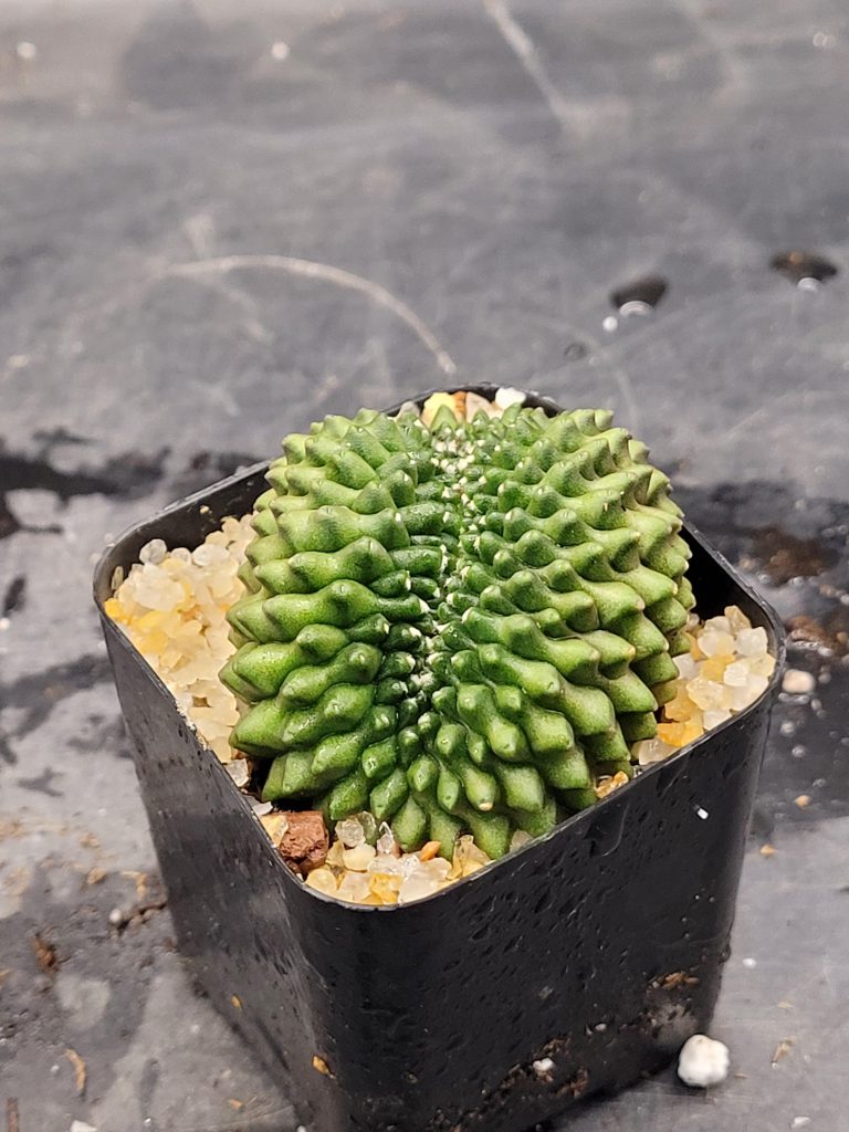 Gymnocalycium Mihanovichii Cristata Inermis Set of 3 - Image 10