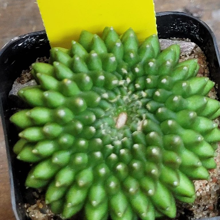 Gymnocalycium Mihanovichii Cristata Inermis Set of 3 - Image 9