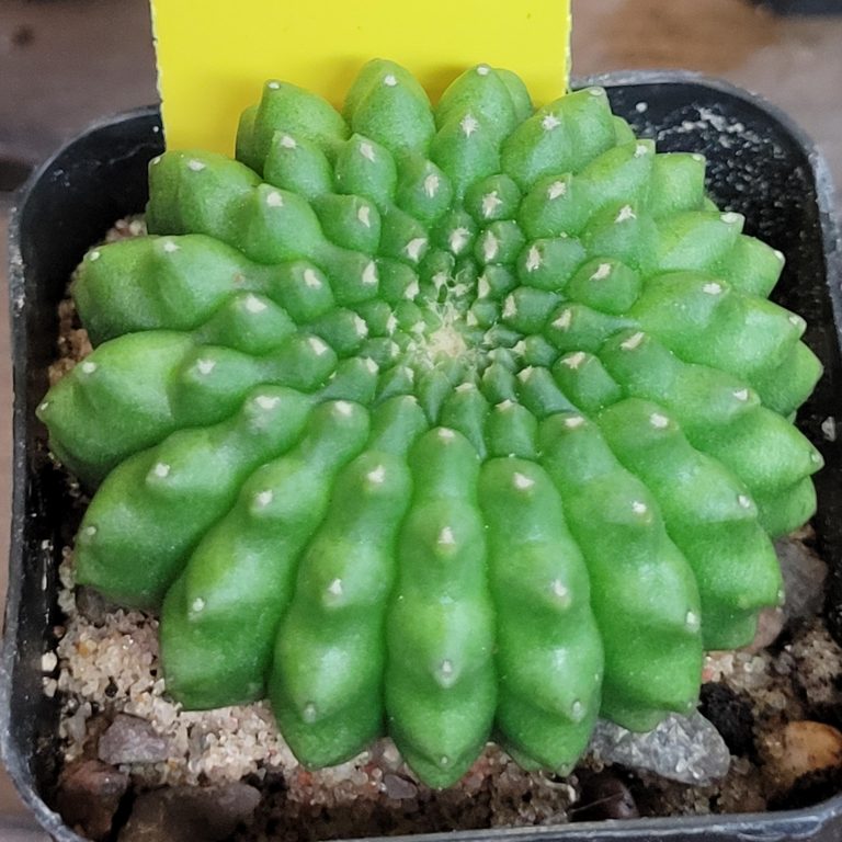 Gymnocalycium Mihanovichii Cristata Inermis Set of 3 - Image 7