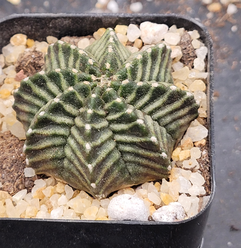 Gymnocalycium Mihanovichii “Kanomchan” Clone: A Sculptural Masterpiece in the Cactus World