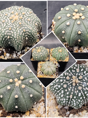 Astrophytum Asterias 2-2.5 "  Cactus Unique Rare Cacti