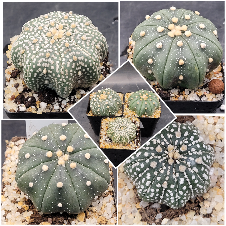 Astrophytum Asterias 2-2.5 " set of 3 Cactus Unique Rare Cacti