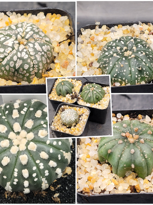 Astrophytum Asterias 1.5-2" Cactus Unique Rare Cacti