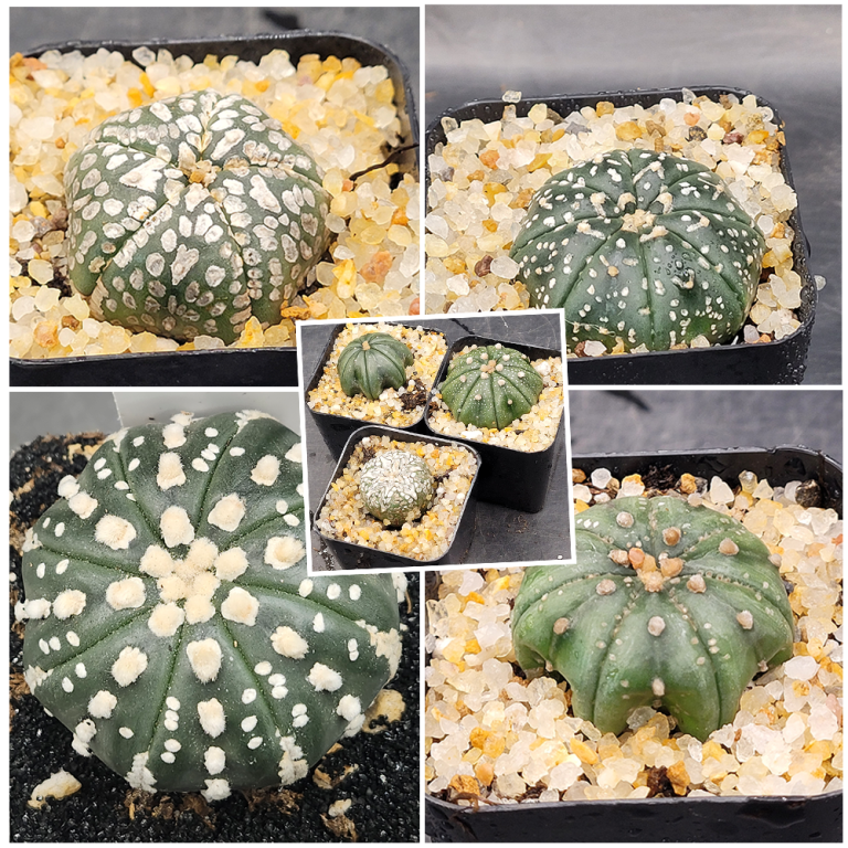 Astrophytum Asterias 1.5-2" Cactus Unique Rare Cacti