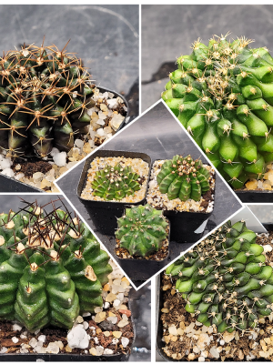 Gymnocalycium Crested Cactus Set of 3 Unique Rare Special Bright Cacti with Unique Features
