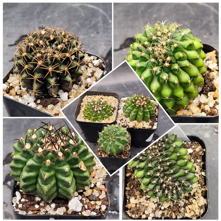 Gymnocalycium Crested Cactus Set of 3 Unique Rare Special Bright Cacti with Unique Features