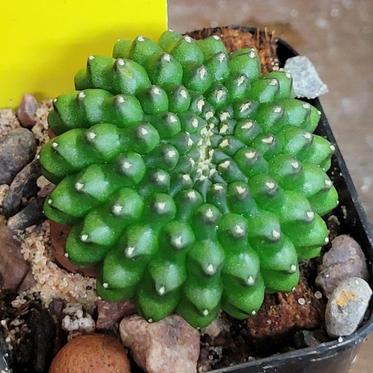 Gymnocalycium Mihanovichii Cristata Inermis Set of 3 - Image 2