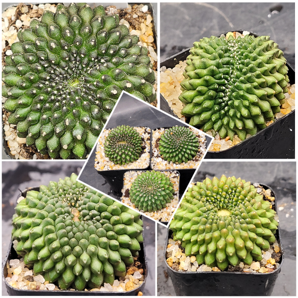 Gymnocalycium Mihanovichii Cristata Inermis Set of 3
