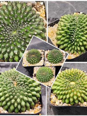 Gymnocalycium Mihanovichii Cristata Inermis