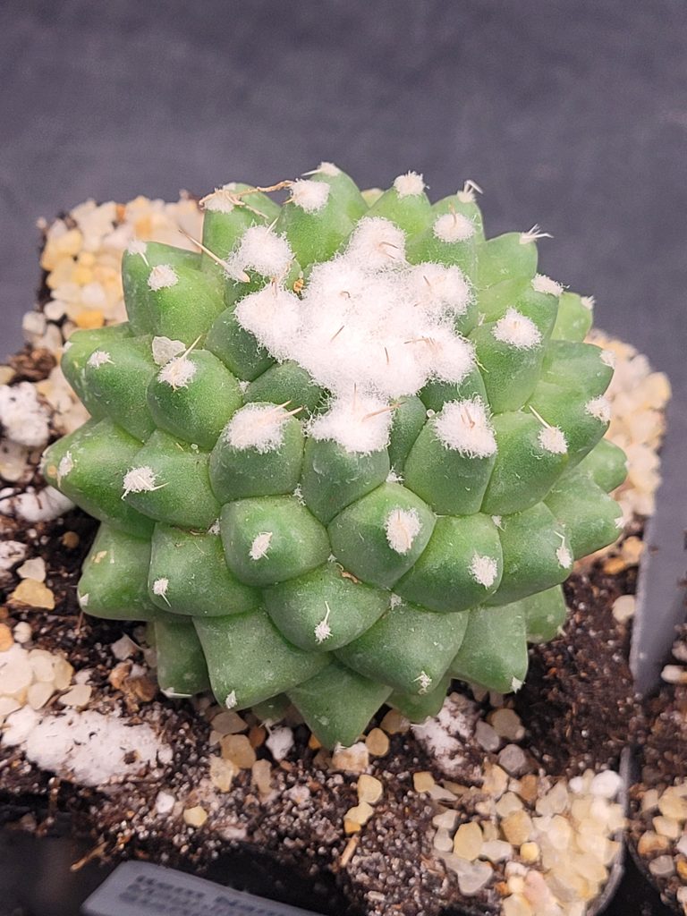 Mammillaria Magnimamma Erusamu Unique Striking Funky Cactus - Image 6