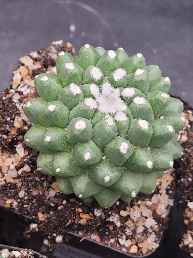 Mammillaria Magnimamma Erusamu Unique Striking Funky Cactus - Image 5