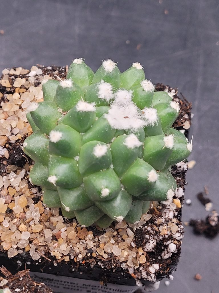 Mammillaria Magnimamma Erusamu Unique Striking Funky Cactus - Image 4