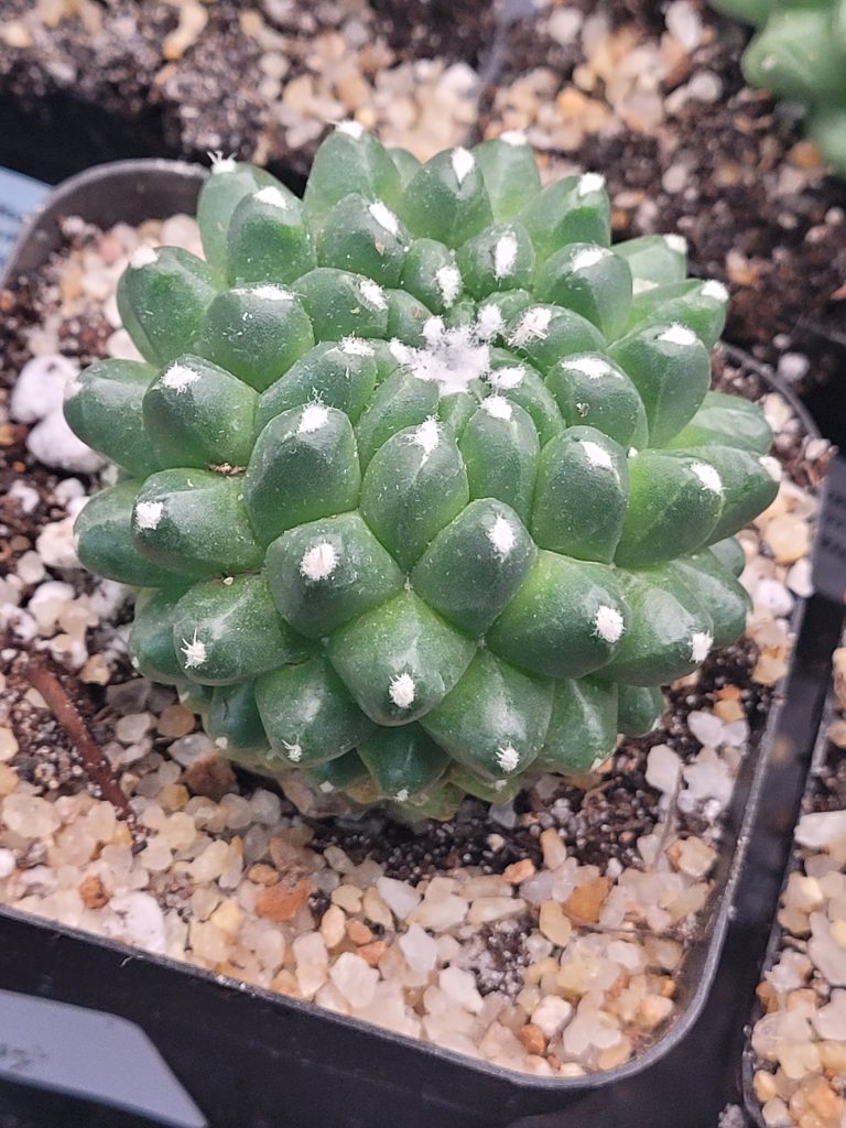 Mammillaria Magnimamma Erusamu Unique Striking Funky Cactus - Image 2
