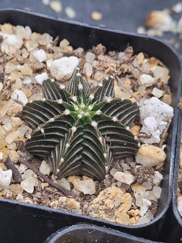 Gymnocalycium Stenopleurum VOS1241 - Image 2