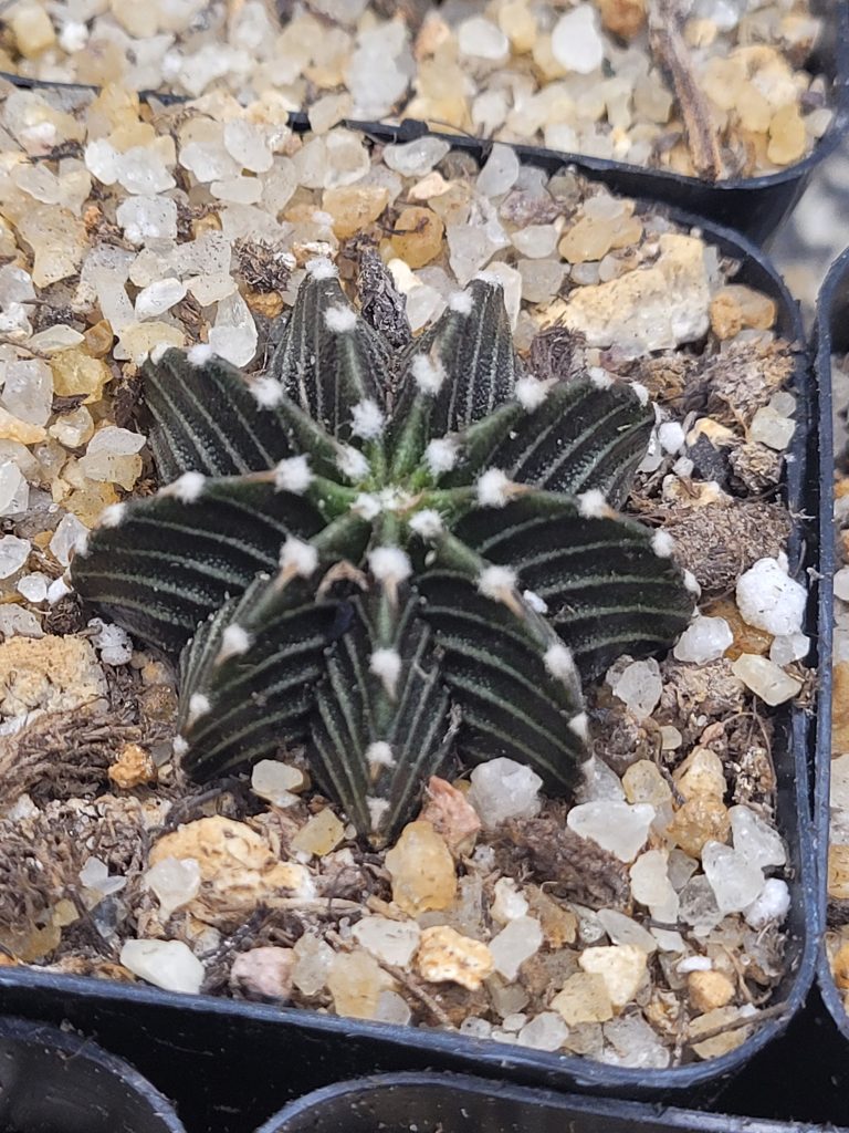Gymnocalycium Stenopleurum VOS1241 - Image 6