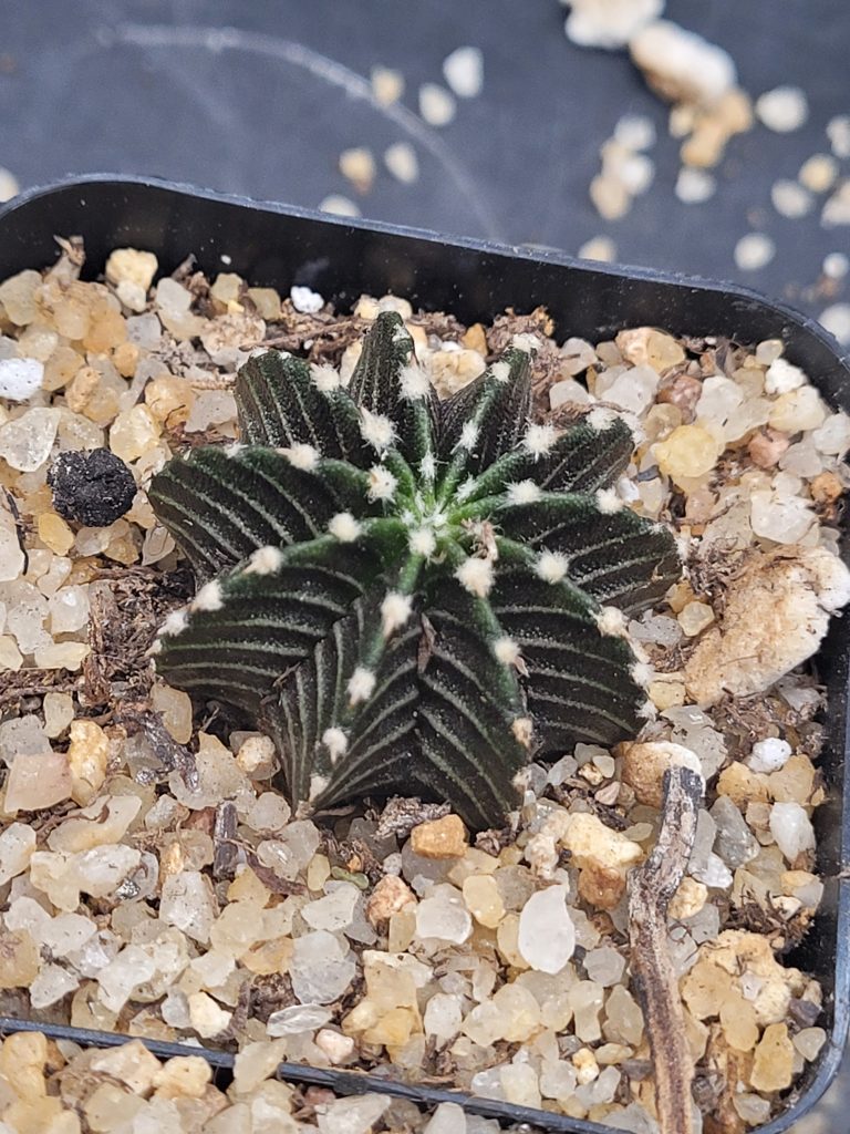 Gymnocalycium Stenopleurum VOS1241 - Image 5