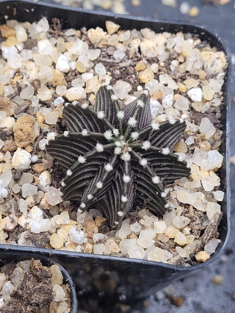 Gymnocalycium Stenopleurum VOS1241 - Image 4