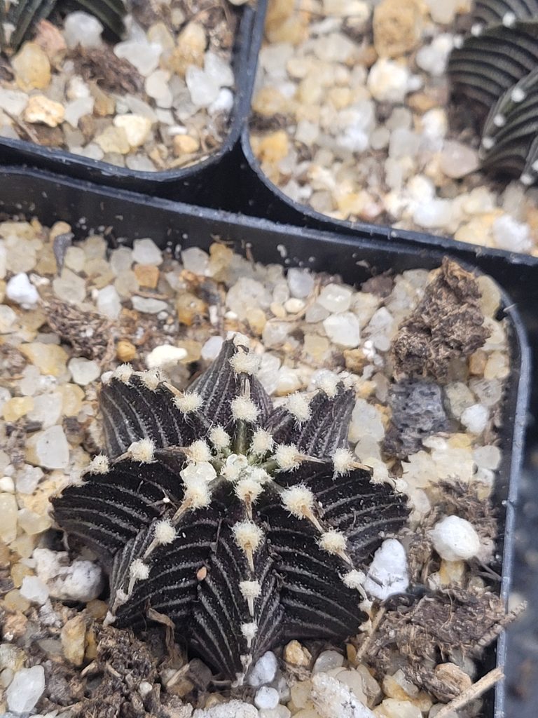 Gymnocalycium Stenopleurum VOS1241 - Image 3