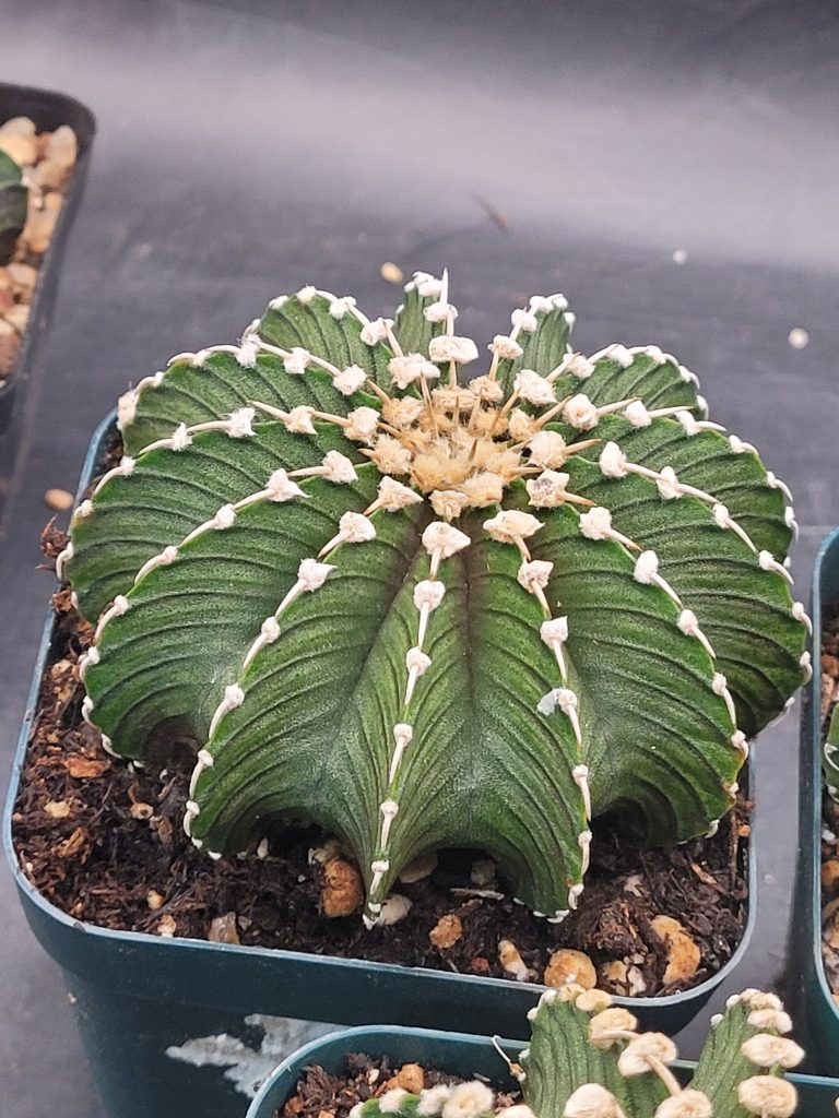 🌵 Gymnocalycium Friedrichii LB2178 - Image 2