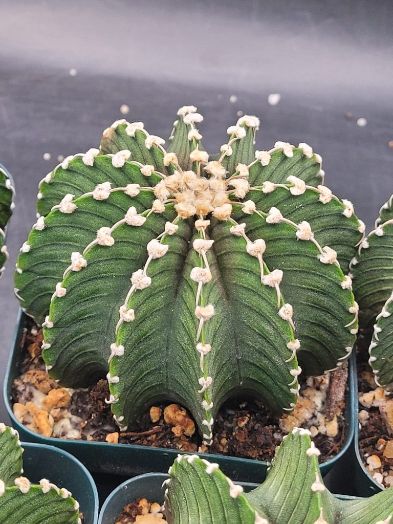 🌵 Gymnocalycium Friedrichii LB2178 - Image 5