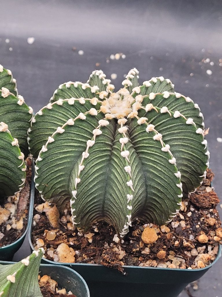 🌵 Gymnocalycium Friedrichii LB2178 - Image 4