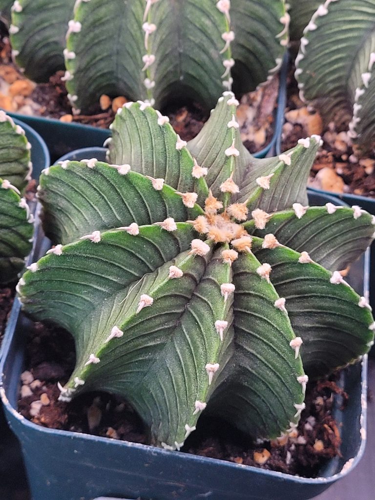 🌵 Gymnocalycium Friedrichii LB2178 - Image 3