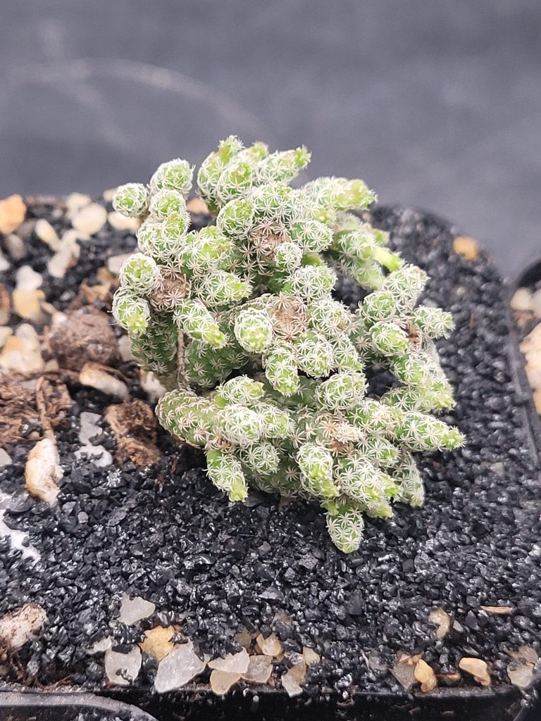 🌵 Turbinicarpus Pseudomacrochele Krainziana Minimus "Minima" - Image 3