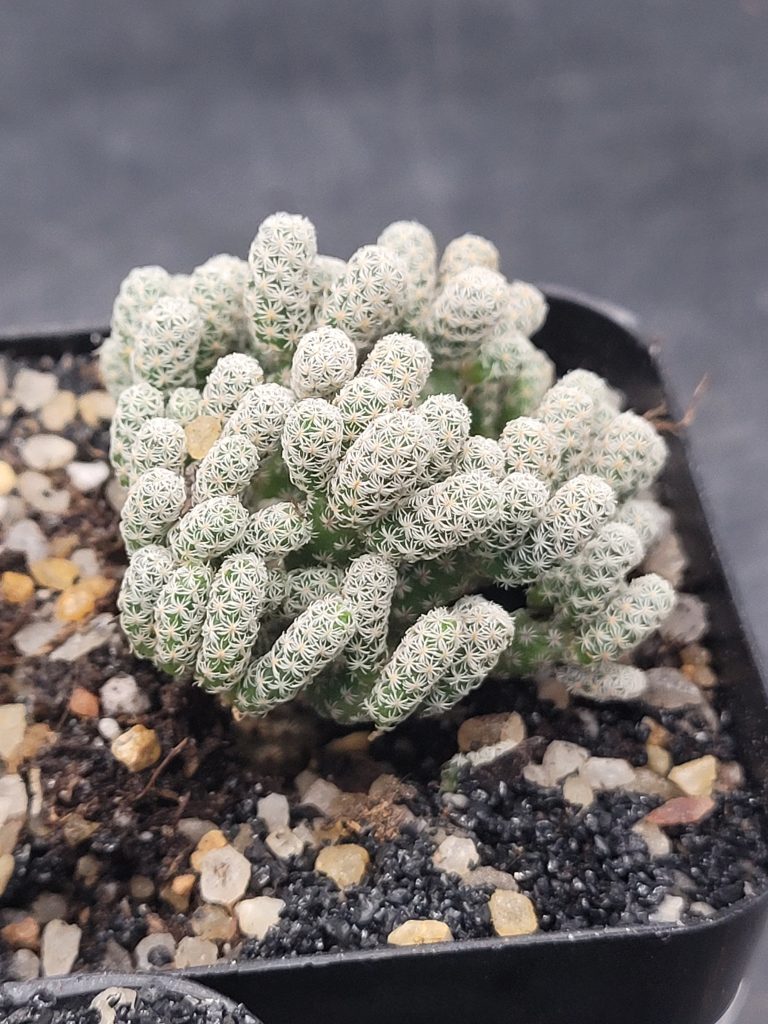 🌵 Turbinicarpus Pseudomacrochele Krainziana Minimus "Minima" - Image 4