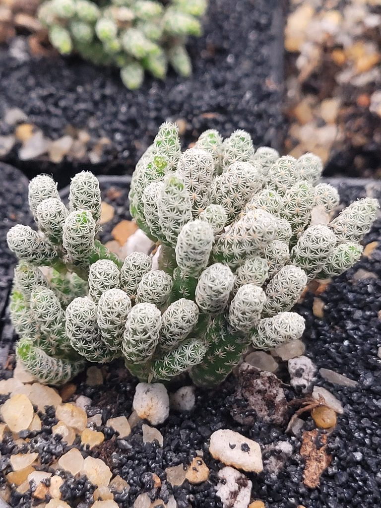 🌵 Turbinicarpus Pseudomacrochele Krainziana Minimus "Minima" - Image 5