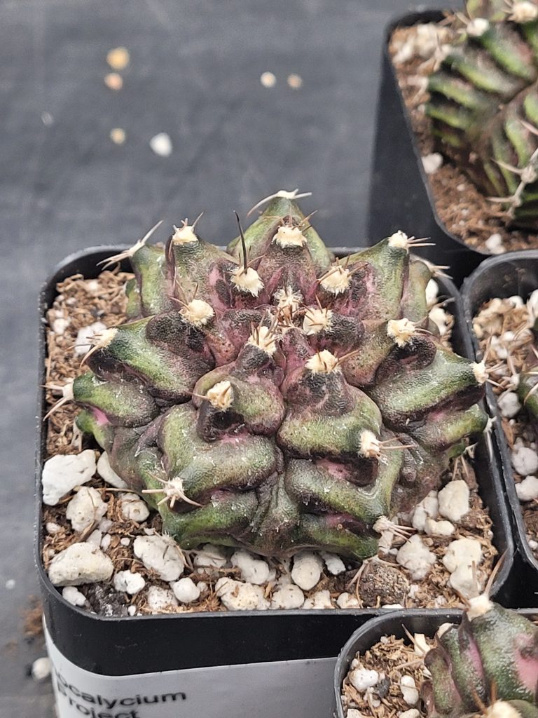 🦖 Gymnocalycium Mihanovichii "TRex" – 2.7" Pot - Image 2