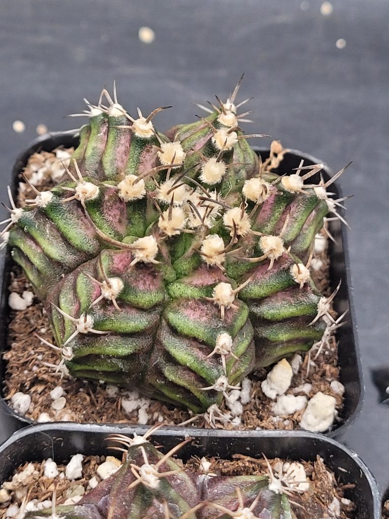 🦖 Gymnocalycium Mihanovichii "TRex" – 2.7" Pot - Image 3