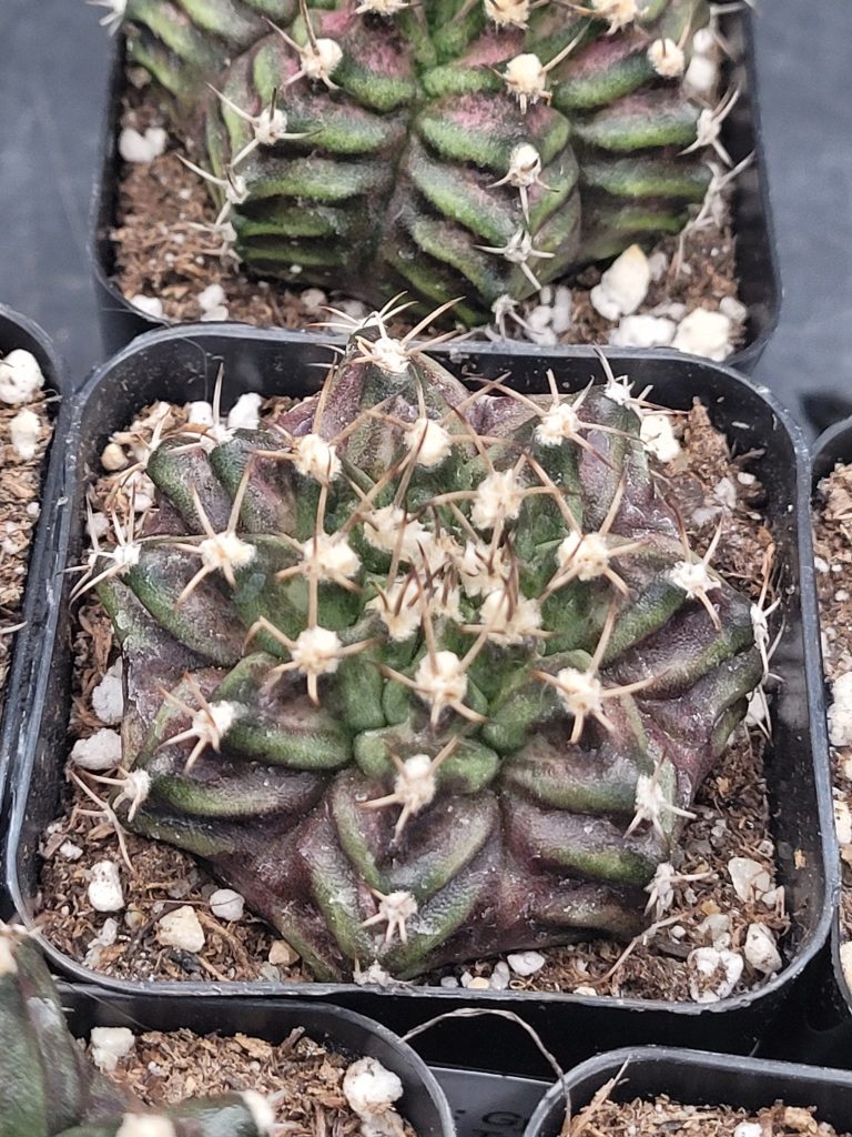 Gymnocalycium Mihanovichii TRex Cactus 2 Inch Pot Size - Image 3
