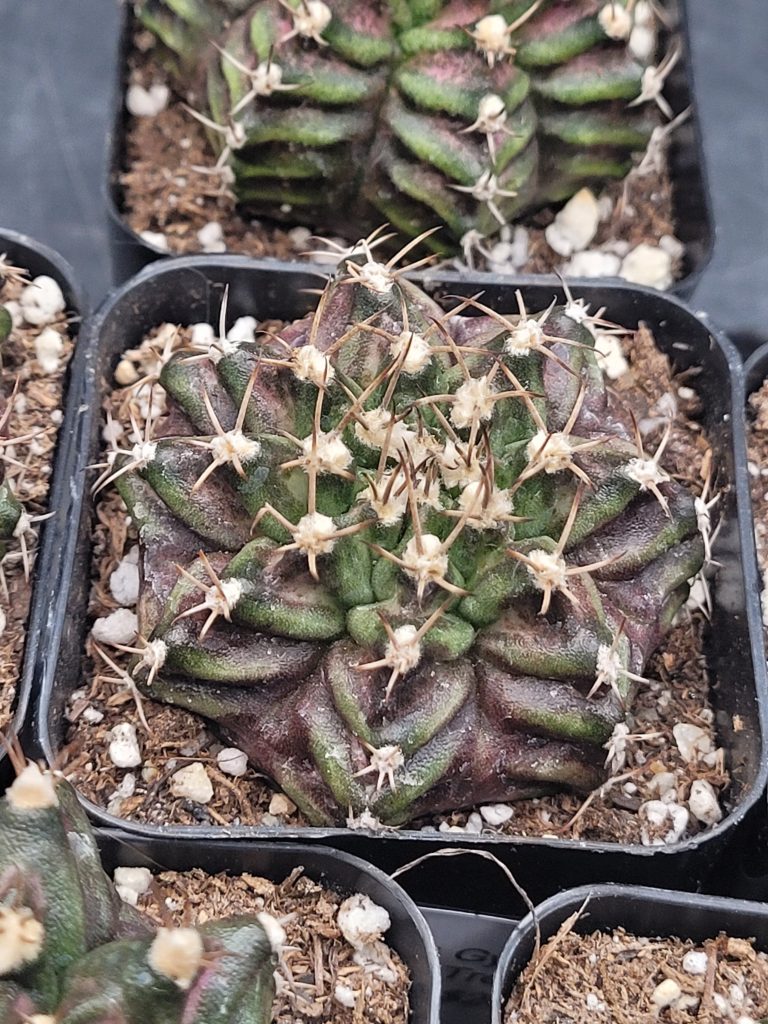 Gymnocalycium Mihanovichii TRex Cactus 2 Inch Pot Size - Image 2