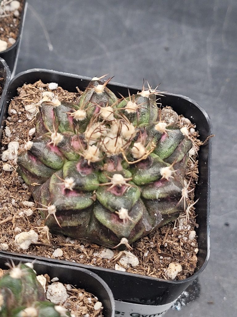 Gymnocalycium Mihanovichii TRex Cactus 2 Inch Pot Size - Image 6