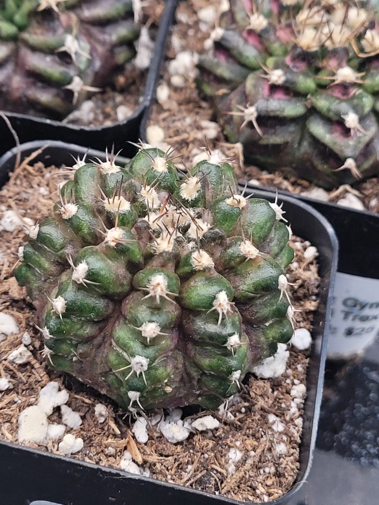 🦖 Gymnocalycium Mihanovichii "TRex" – 2.7" Pot - Image 6