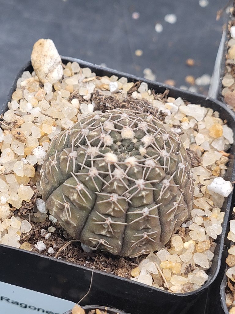 🌵 Gymnocalycium Ragonesi - Image 2