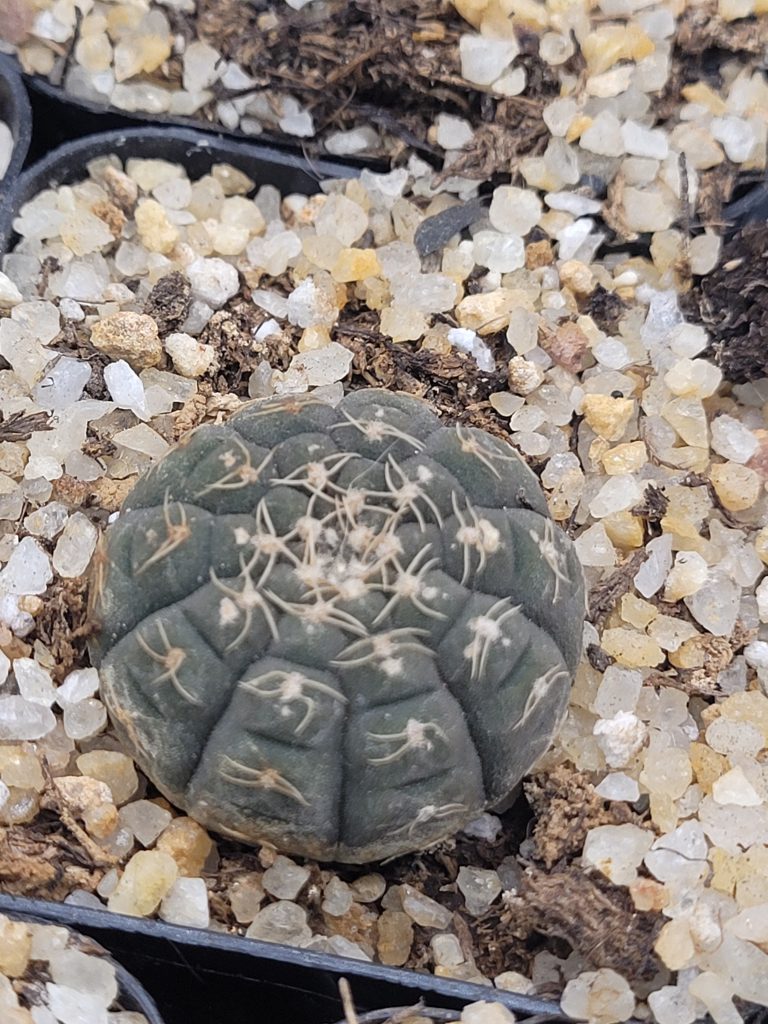 🌵 Gymnocalycium Ragonesi - Image 3