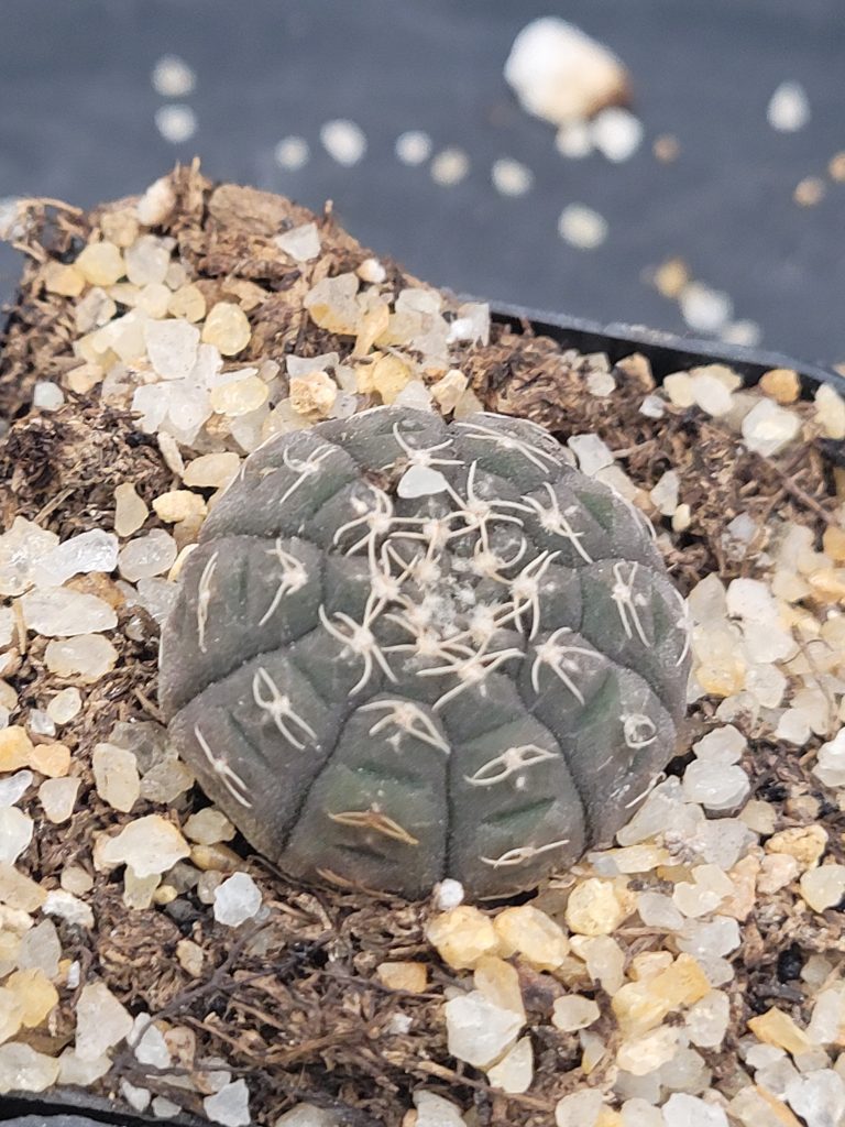 🌵 Gymnocalycium Ragonesi - Image 4