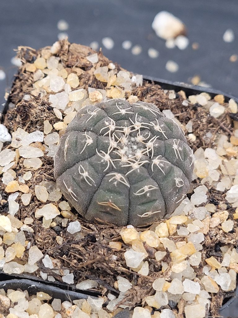 🌵 Gymnocalycium Ragonesi - Image 5