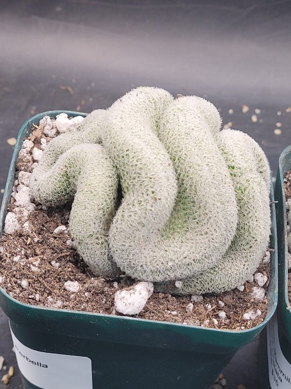 🧠 Mammillaria Microthele Perbella "Brain Cactus" - Image 2