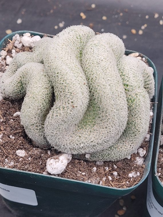 🧠 Mammillaria Microthele Perbella "Brain Cactus" - Image 3