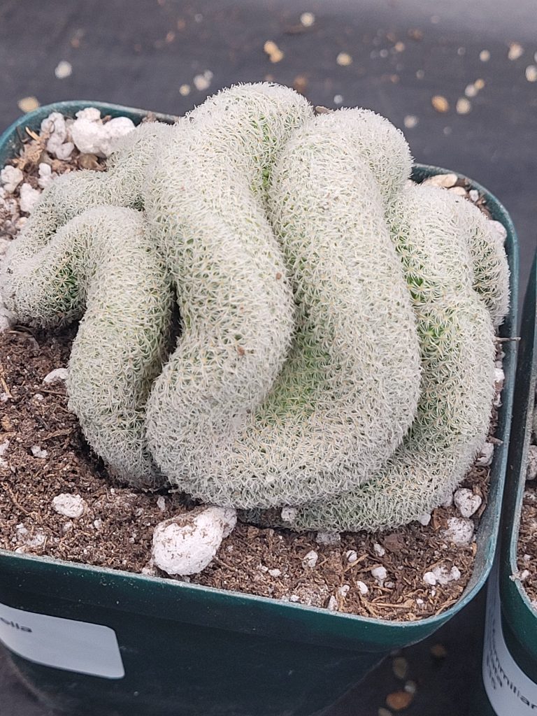 🧠 Mammillaria Microthele Perbella "Brain Cactus" - Image 3