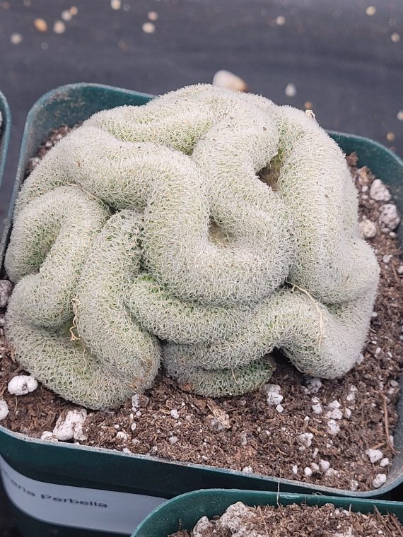 🧠 Mammillaria Microthele Perbella "Brain Cactus" - Image 4