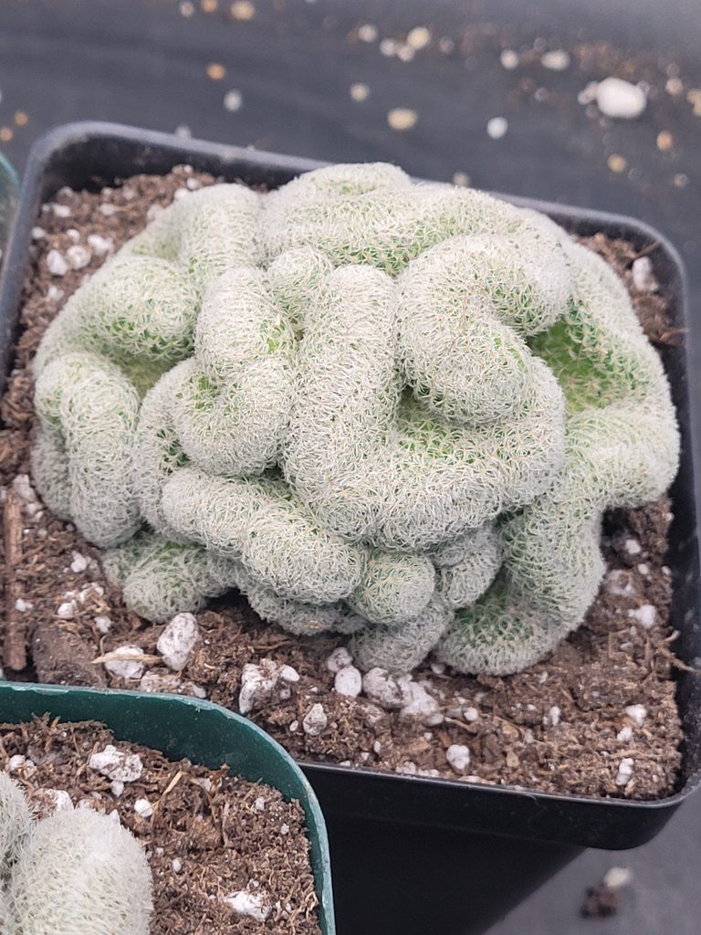 🧠 Mammillaria Microthele Perbella "Brain Cactus" - Image 5